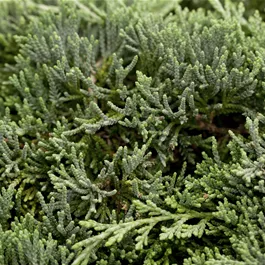 Juniperus horizontalis Icee Blue