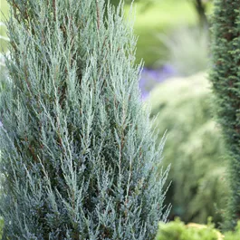 Juniperus scopulorum Blue Arrow