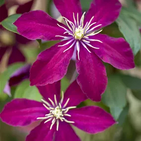 Clematis Niobe