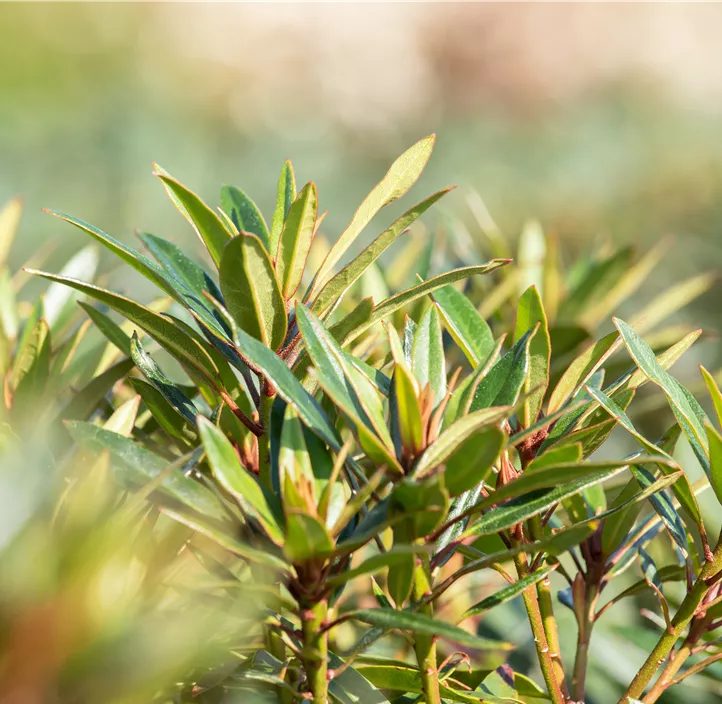 Pontischer Rhododendron 'Graziella'