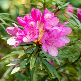 Rhododendron ponticum Graziella