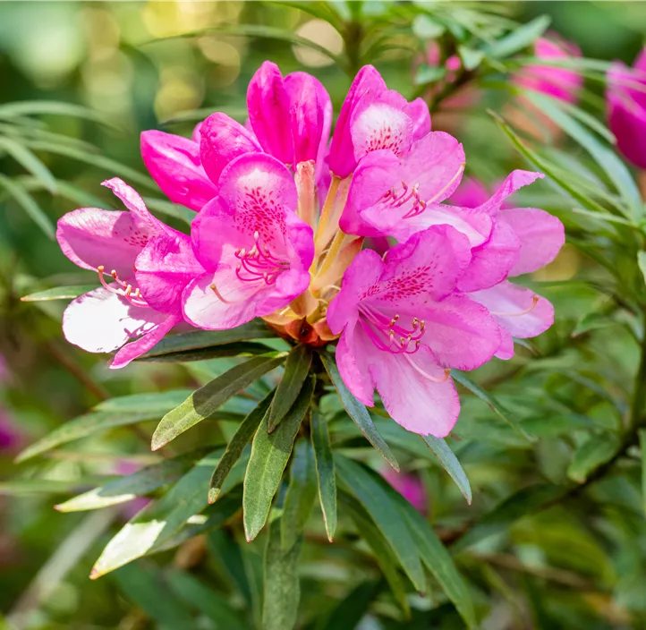 Pontischer Rhododendron 'Graziella'