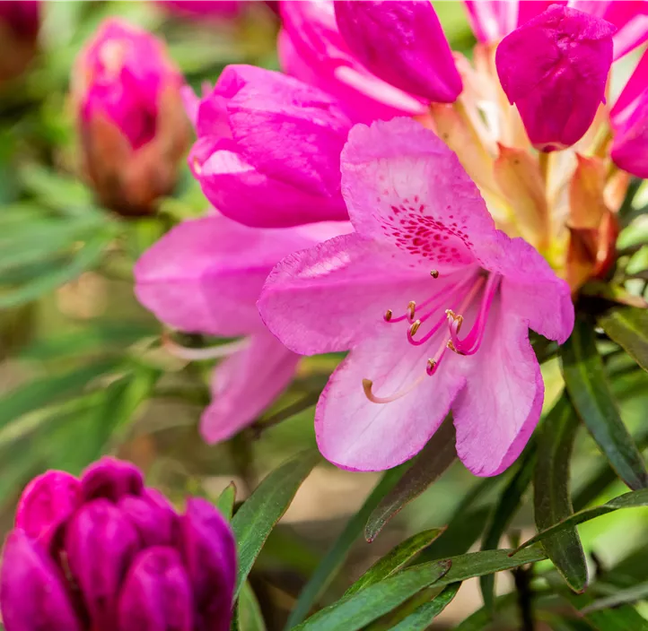 Pontischer Rhododendron 'Graziella'