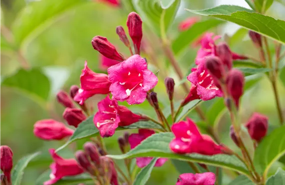 Weigela 'Bristol Ruby'®