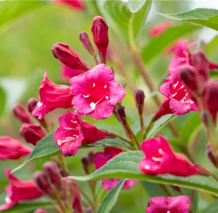 Weigelie 'Bristol Ruby'®