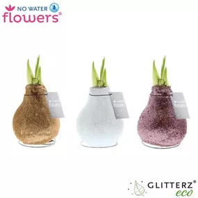 Hippeastrum Glitterz® Charm Mix