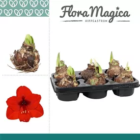 Hippeastrum hybride lose