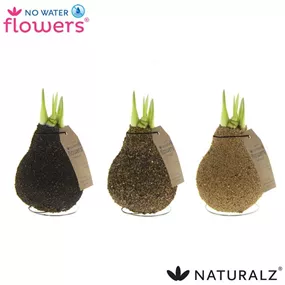 Hippeastrum Naturalz® Corkz Mix