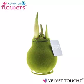 Hippeastrum Velvet Touchz® Green