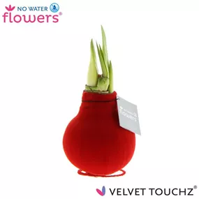 Hippeastrum Velvet Touchz® Red