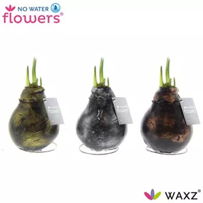 Hippeastrum Waxz® Antiquez Mix