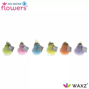 Hippeastrum Waxz® Sugar Pastel Mix