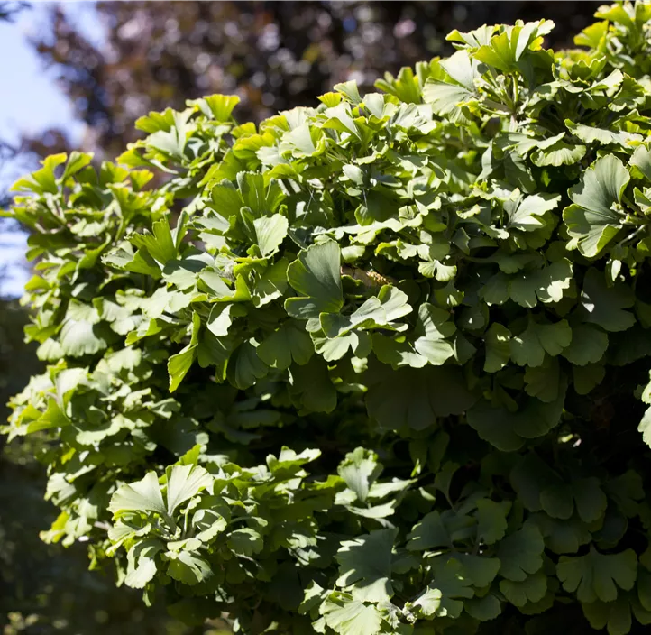 Fächerblattbaum 'Mariken'