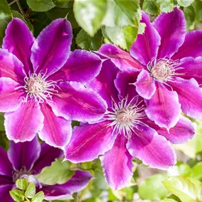 Clematis Dr Ruppel