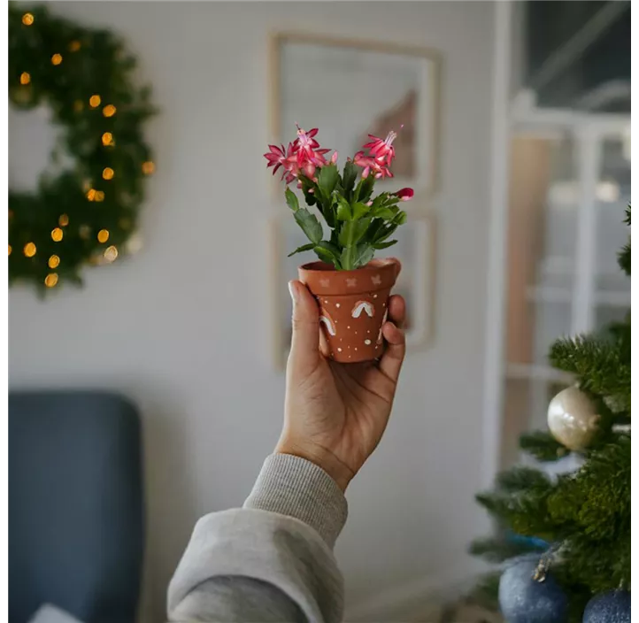 Weihnachtliche Töpfe bemalen und bepflanzen