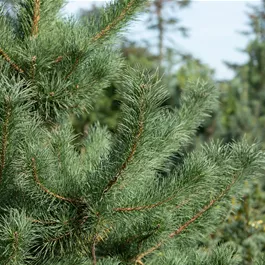 Pinus cembra Gl.