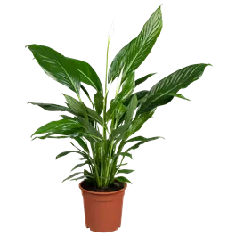 Spathiphyllum floribundum Sweet Lauretta