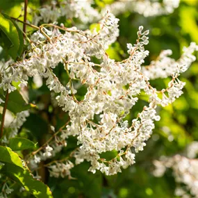 Fallopia aubertii