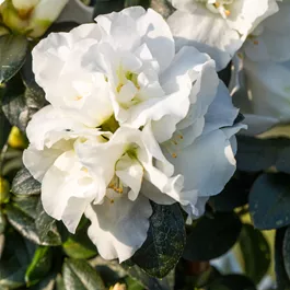 Rhododendron Hortinno Belli