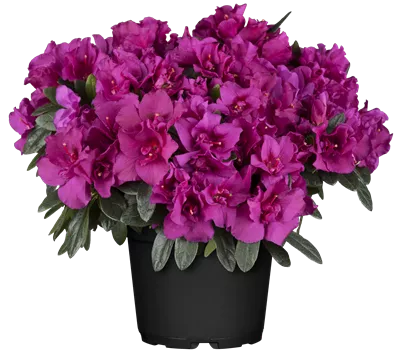 Rhododendron Hortinno Lady Violet