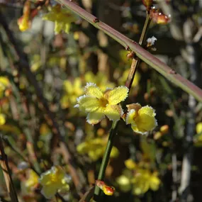 Jasminum nudiflorum