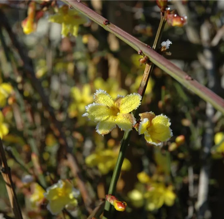 Echter Winter-Jasmin