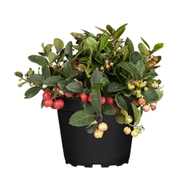 Gaultheria procumbens Color Surprise