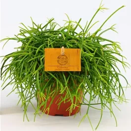 Rhipsalis cashero