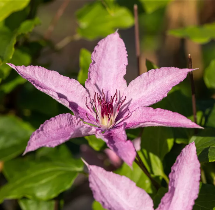 Waldrebe 'Hagley Hybrid'