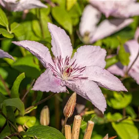 Clematis Hagley Hybrid