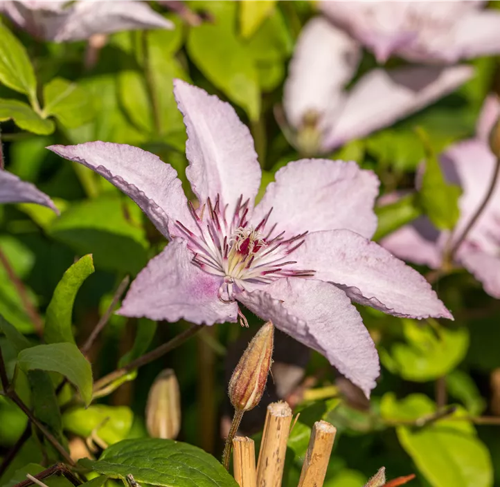 Waldrebe 'Hagley Hybrid'