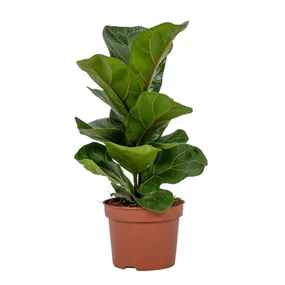 Ficus lyrata Bambino