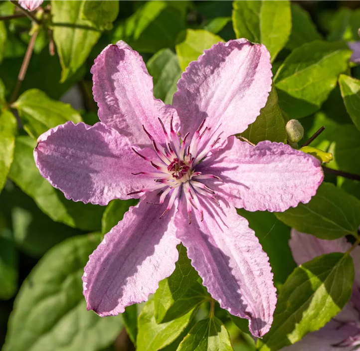 Waldrebe 'Hagley Hybrid'