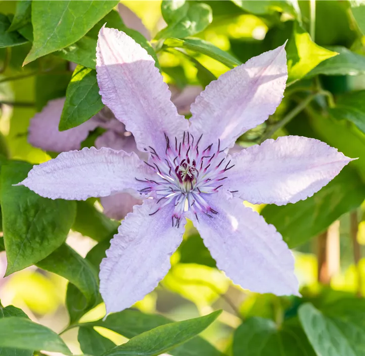 Waldrebe 'Hagley Hybrid'