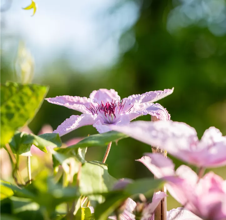 Waldrebe 'Hagley Hybrid'