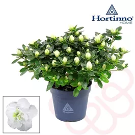 Rhododendron Hortinno Classic Belli