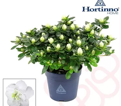 Rhododendron Hortinno Classic Belli