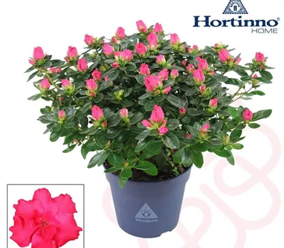 Rhododendron Hortinno Classic Rouge