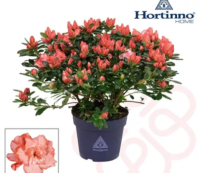 Rhododendron Hortinno Magic