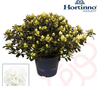 Rhododendron Hortinno Noralinde