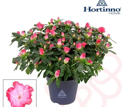 Rhododendron Hortinno Princess Pinky