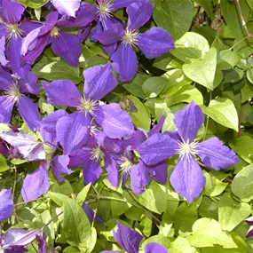 Clematis Jackmanii