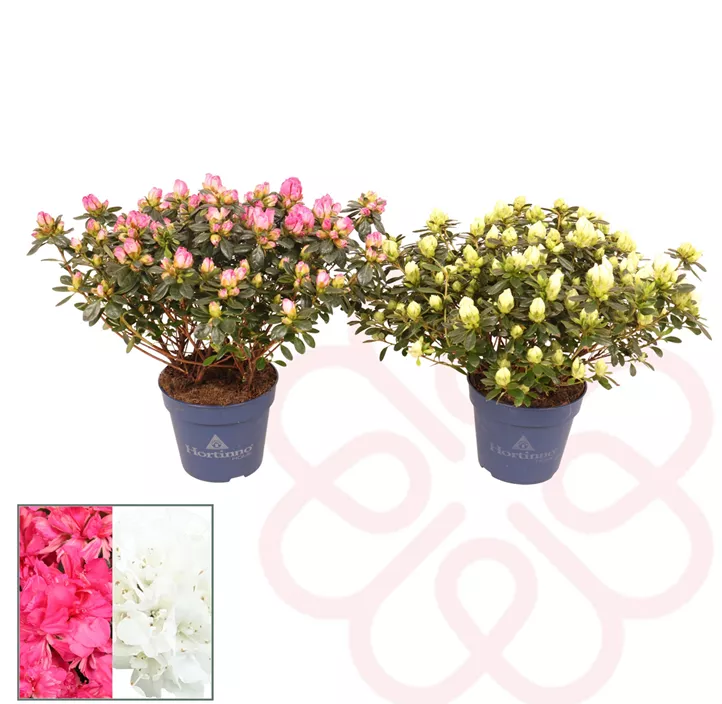 Zimmerazalee 'Hortinno® Quattro'