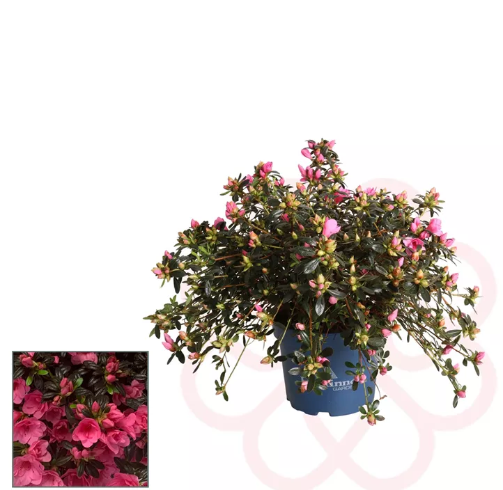 Zimmerazalee 'Hortinno® Quattro'