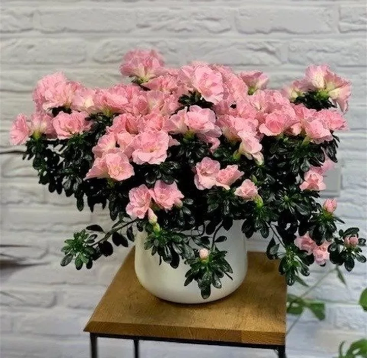 Zimmerazalee 'Hortinno® Quattro'