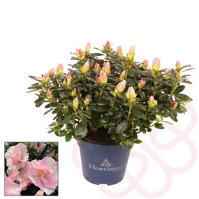 Rhododendron Hortinno Christine Cherry Blossom