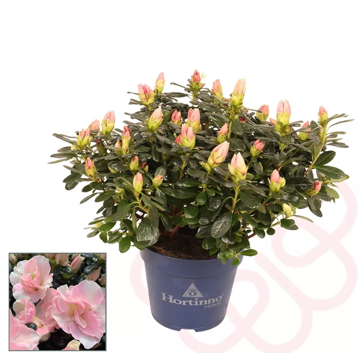 Zimmerazalee 'Hortinno® Quattro'