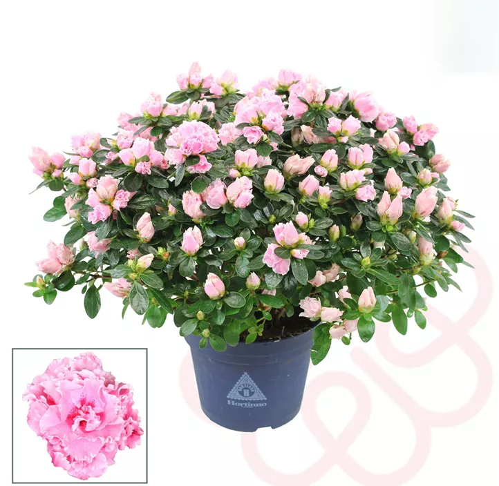 Zimmerazalee 'Hortinno® Quattro'