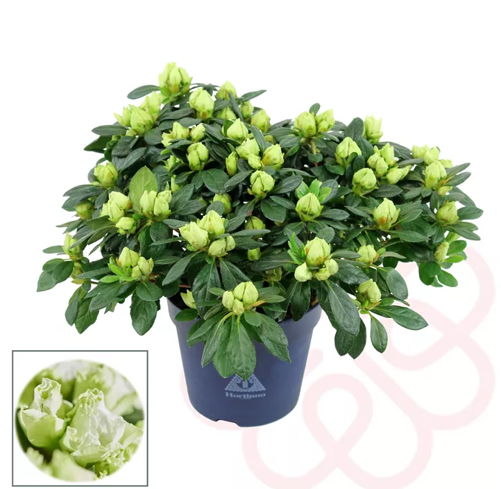 Zimmerazalee 'Hortinno® Quattro'