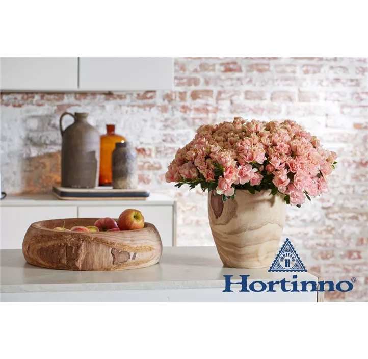 Zimmerazalee 'Hortinno® Quattro'